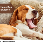 Comfortable and Reliable Home Dog Boarding in Delhi, DKFON